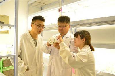 山東農(nóng)大科研團(tuán)隊(duì)在大豆基因組領(lǐng)域取得重要突破